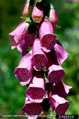 image of Digitalis purpurea, Digitalis, Common Foxglove, Purple Foxglove