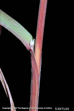 image of Bromus tectorum, Downy Brome, Downy Chess, Downy Cheat, Cheatgrass