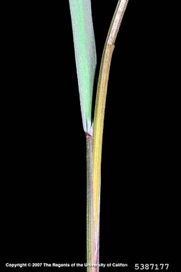 ligule