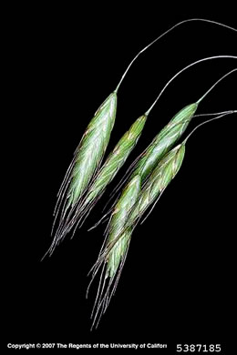 spikelet