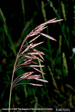 image of Bromus inermis, Smooth Brome, Hungarian Brome, Awnless Brome