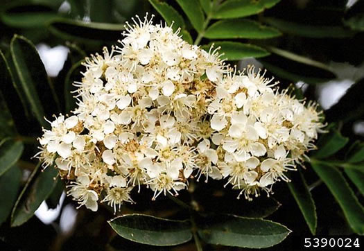 image of Sorbus aucuparia ssp. aucuparia, European Mountain-ash, Rowan