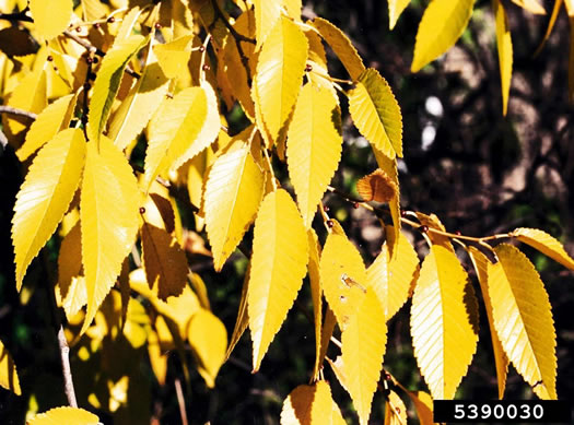 image of Ulmus pumila, Siberian Elm, Dwarf Elm