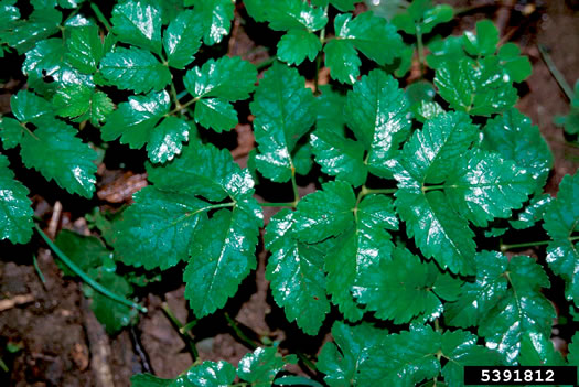 image of Aegopodium podagraria, Goutweed, Bishop's Weed