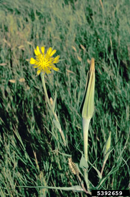 image of Tragopogon dubius, Vegetable-oyster, Yellow Salsify, Western Salsify, Yellow Goatsbeard