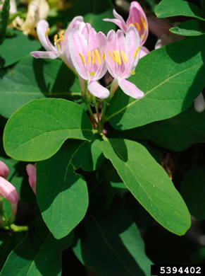 image of Lonicera ×bella, Bell's Honeysuckle, Pretty Honeysuckle, Showy Honeysuckle