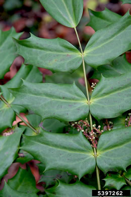 image of Mahonia bealei, Leatherleaf Mahonia, Chinese Mahonia, Holly-grape