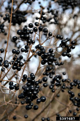 image of Ligustrum vulgare, European Privet, Common Privet