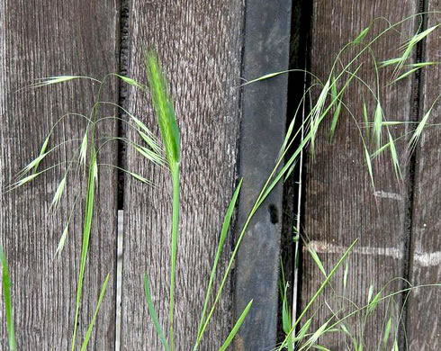 image of Bromus sterilis, Poverty Brome, Barren Brome, Cheatgrass