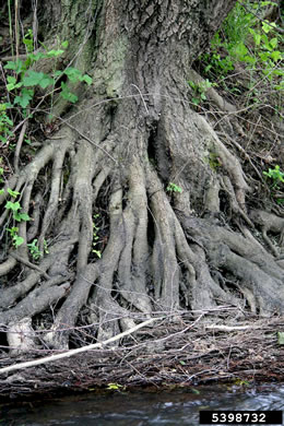 image of Alnus glutinosa, Black Alder, European Alder