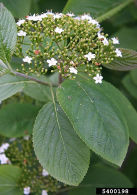 image of Viburnum lantana, Wayfaring Tree