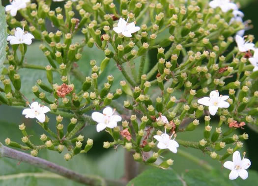 image of Viburnum lantana, Wayfaring Tree