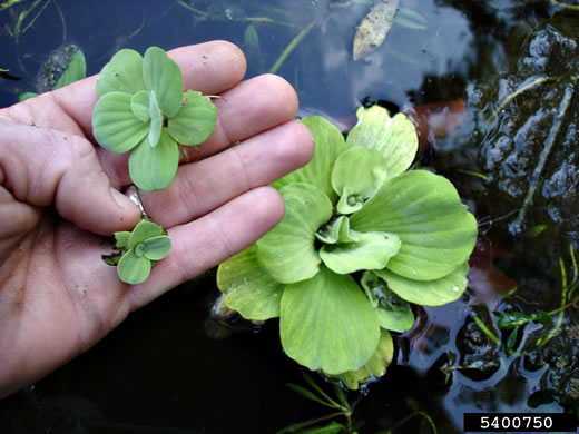 image of Pistia stratiotes, Water Lettuce