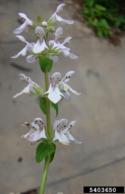 image of Stachys floridana, Florida Betony, Rattlesnake-weed, Florida Hedgenettle