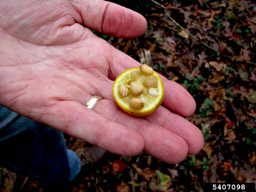 image of Citrus trifoliata, Trifoliate Orange, Hardy Orange