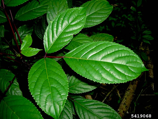 Bischofia javanica, Japanese Bishopwood, Javawood, Toog, Uriam