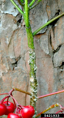 image of Ardisia crenata, Coral Ardisia, Hen's Eyes, Coralberry, Marlberry