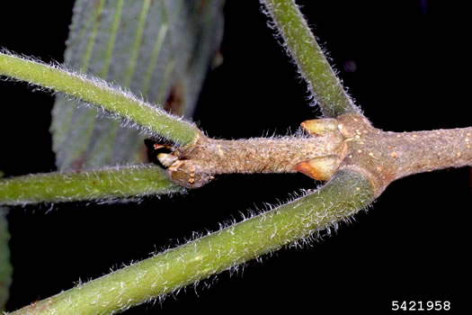 image of Broussonetia papyrifera, Paper Mulberry