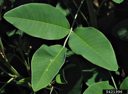 image of Lespedeza thunbergii, Thunberg's Lespedeza, Thunberg's Bush-clover