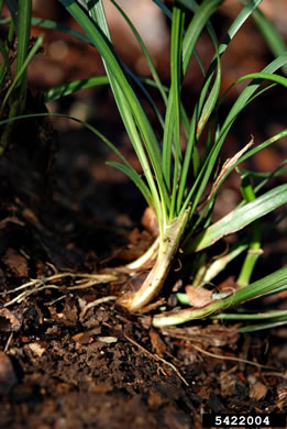 image of Liriope muscari, Liriope, Big Blue Lily-turf