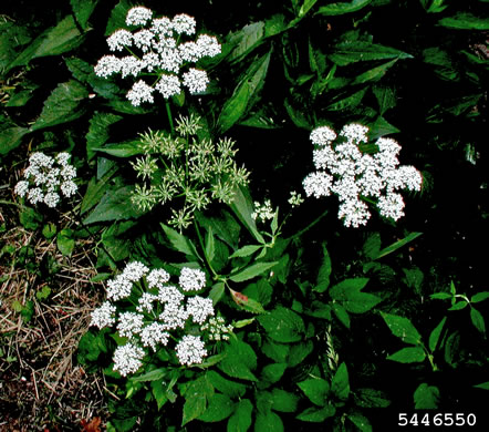 image of Aegopodium podagraria, Goutweed, Bishop's Weed