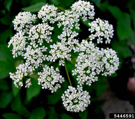 image of Aegopodium podagraria, Goutweed, Bishop's Weed