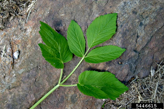 image of Aegopodium podagraria, Goutweed, Bishop's Weed