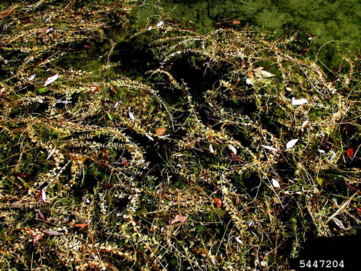 image of Myriophyllum spicatum, Eurasian Water-milfoil