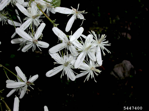 image of Clematis terniflora, Sweet Autumn Clematis, Yam-leaved Clematis, Sweet Autumn Virgin's Bower, Japanese Virgin's-bower