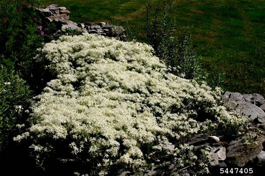 image of Clematis terniflora, Sweet Autumn Clematis, Yam-leaved Clematis, Sweet Autumn Virgin's Bower, Japanese Virgin's-bower