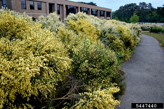 image of Cytisus scoparius, Scotch Broom