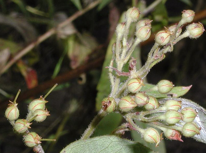 image of Lysimachia vulgaris, Garden Loosestrife