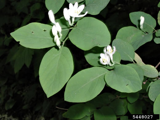 image of Lonicera tatarica, Tatarian Honeysuckle