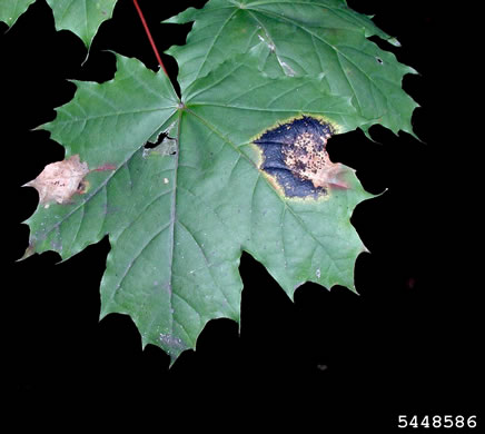 image of Acer platanoides, Norway Maple