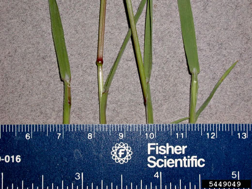 image of Bromus tectorum, Downy Brome, Downy Chess, Downy Cheat, Cheatgrass