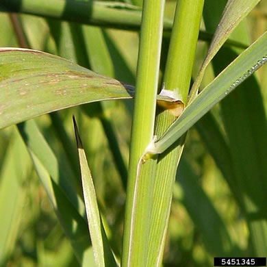 ligule