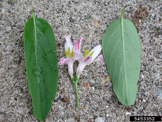 image of Lonicera ×bella, Bell's Honeysuckle, Pretty Honeysuckle, Showy Honeysuckle