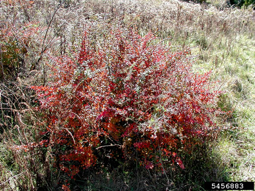 image of Berberis thunbergii, Japanese Barberry