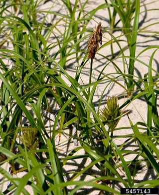 image of Carex kobomugi, Japanese Sand Sedge, Japanese Beach Sedge, Sea Isle Sedge, Asiatic Sand Sedge