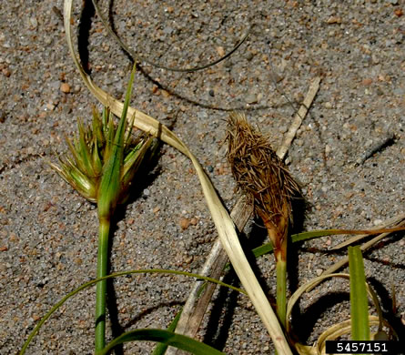 image of Carex kobomugi, Japanese Sand Sedge, Japanese Beach Sedge, Sea Isle Sedge, Asiatic Sand Sedge