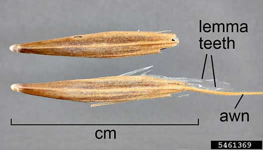 image of Bromus tectorum, Downy Brome, Downy Chess, Downy Cheat, Cheatgrass