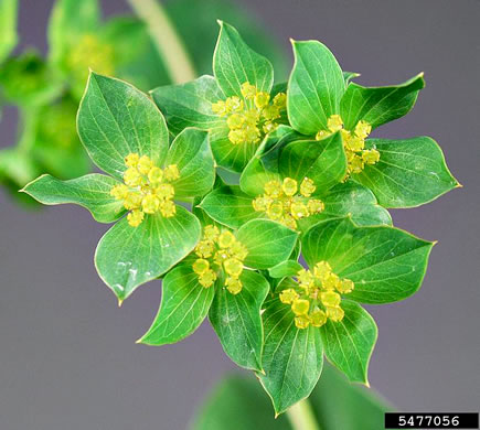 image of Bupleurum rotundifolium, Hound's-ear, Hare's-ear, Roundleaf Thoroughwax