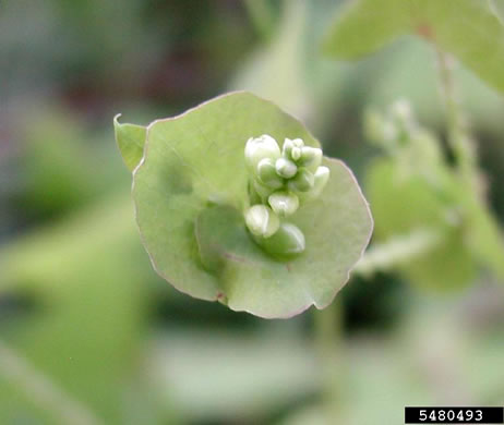 image of Persicaria perfoliata, Asiatic Tearthumb, Mile-a-minute-weed, Mile-a-minute-vine, Devil's-tail Tearthumb