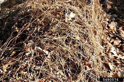 image of Persicaria perfoliata, Asiatic Tearthumb, Mile-a-minute-weed, Mile-a-minute-vine, Devil's-tail Tearthumb