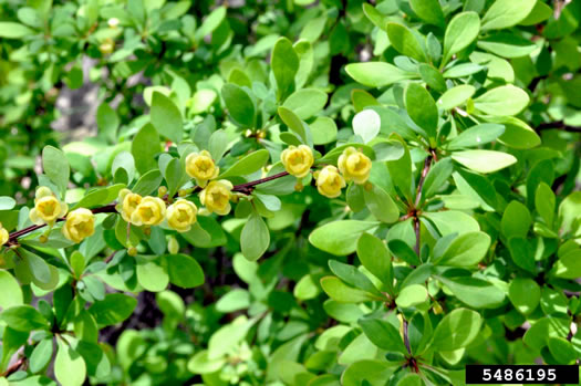 image of Berberis thunbergii, Japanese Barberry