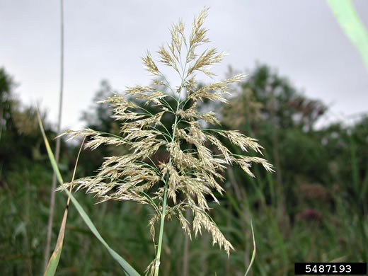 panicle