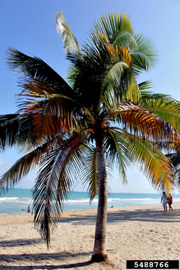 Cocos nucifera, Coconut Palm