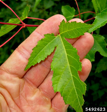 image of Acer ginnala, Amur Maple