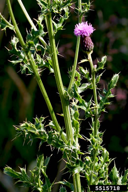 Cirsium arvense, Canada Thistle, Field Thistle