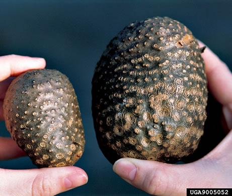 image of Dioscorea bulbifera, Air Yam, Air Potato